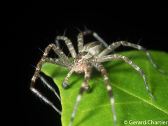 Dendrolycosa