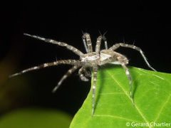 Dendrolycosa