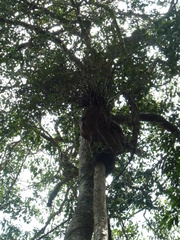 Hydnophytum formicarum