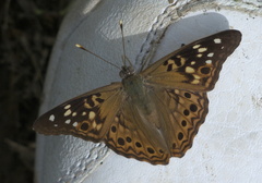 Asterocampa celtis celtis