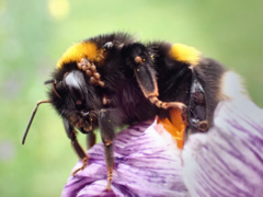 Bombus