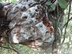 Hydnophytum formicarum