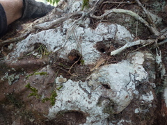 Hydnophytum formicarum