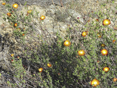 Drosanthemum bicolor
