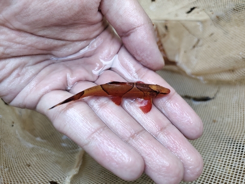 Marbled hillstream loach (Homaloptera parclitella) — Balitoridae — 2