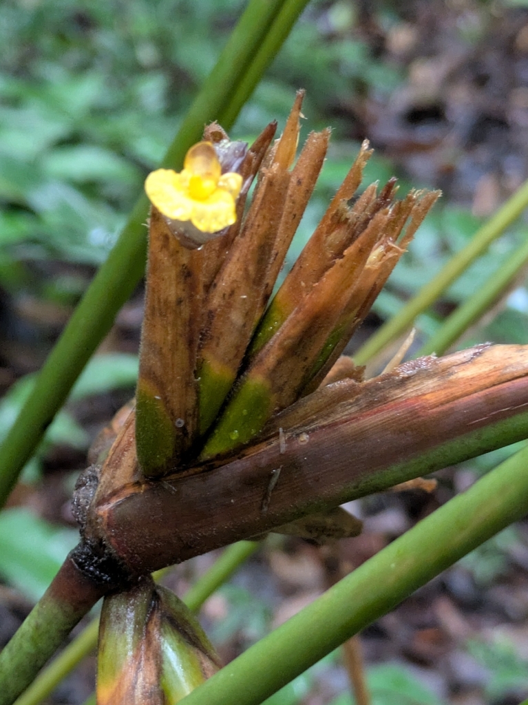 Calathea hagbergii