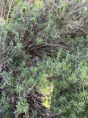 Avistamiento Salvia rosmarinus