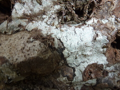 Hydnophytum formicarum