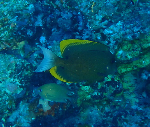 Tominitang — Ctenochaetus tominiensis