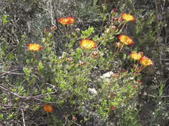 Drosanthemum bicolor