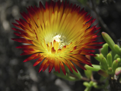 Drosanthemum bicolor