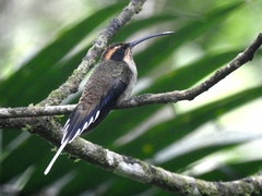 Phaethornis eurynome