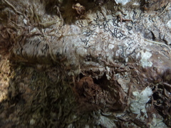 Hydnophytum formicarum