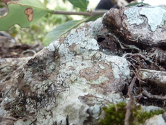 Hydnophytum formicarum