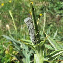 Myelois circumvoluta