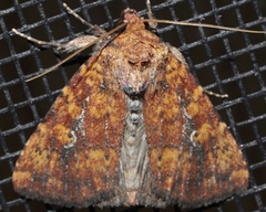 Perigea xanthioides
