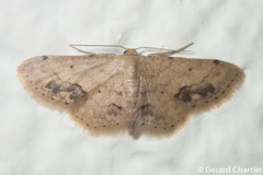 Idaea chotaria
