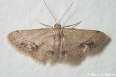 Idaea chotaria