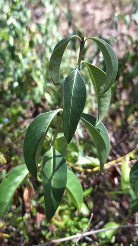 rock logania (Logania saxatilis)