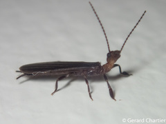 Oligotomidae