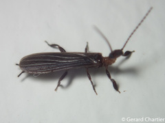 Oligotomidae