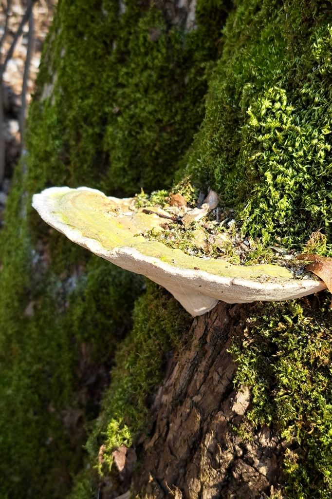 Trametes gibbosa · March 2026 · photo: © markuskrieger (iNaturalist, cc-by)
