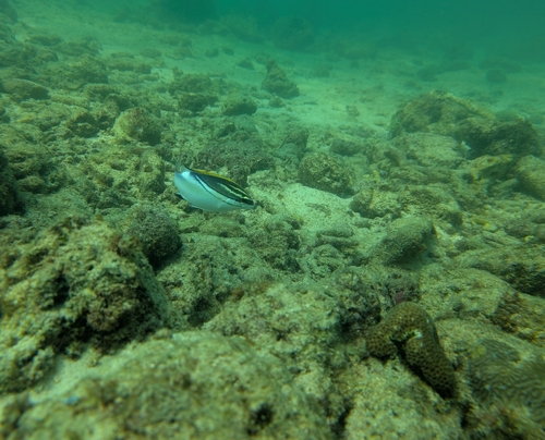 Bridled Monocle Bream, Ocean Wing, Lapu-Lapu, Cebu, Philippines, photo 9 of 10