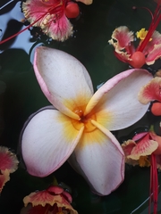 Plumeria