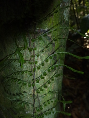 Teratophyllum aculeatum