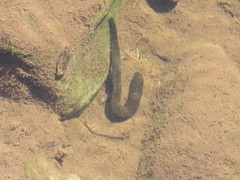 Haemopis sanguisuga