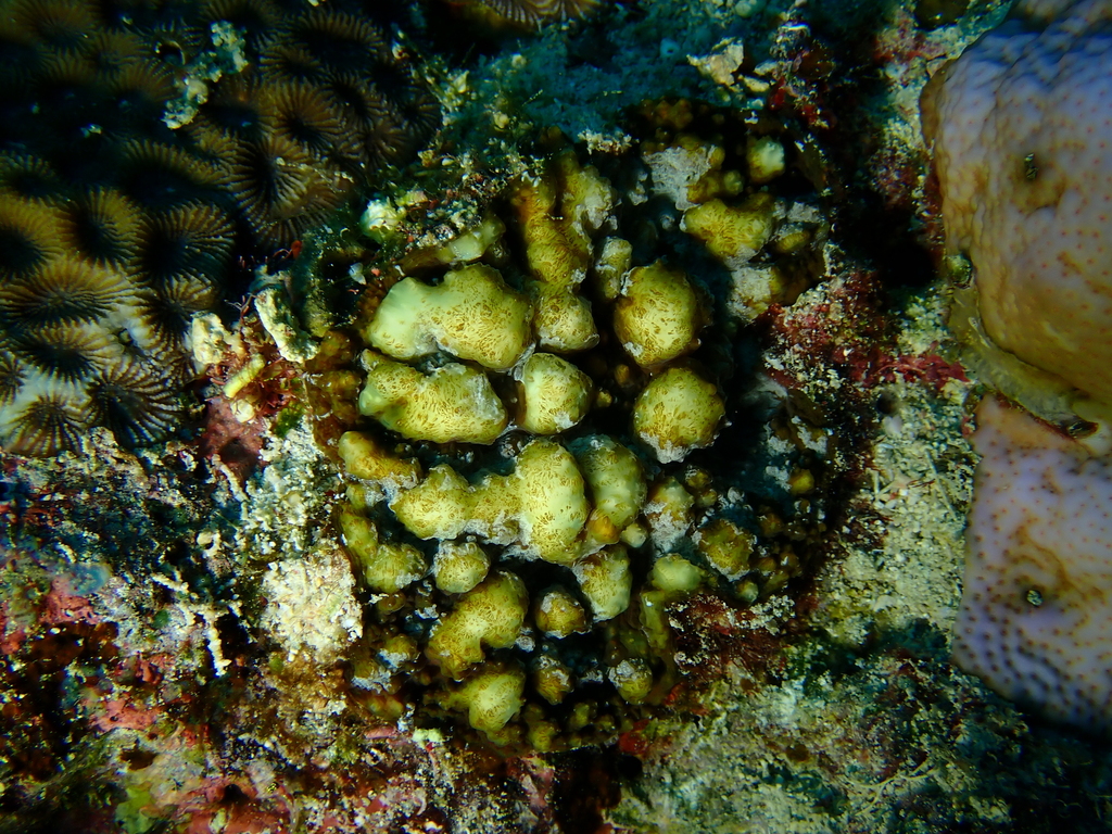 flat lettuce coral
