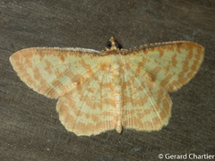 Synegia botydaria