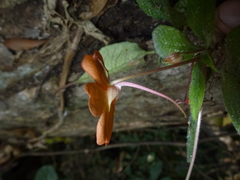 Impatiens platypetala