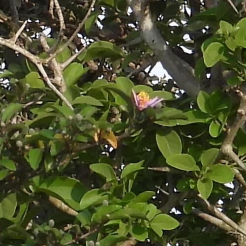 Crossberry (Grewia occidentalis)