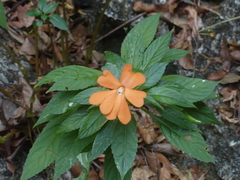 Impatiens platypetala