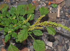 Amaranthus blitum oleraceus