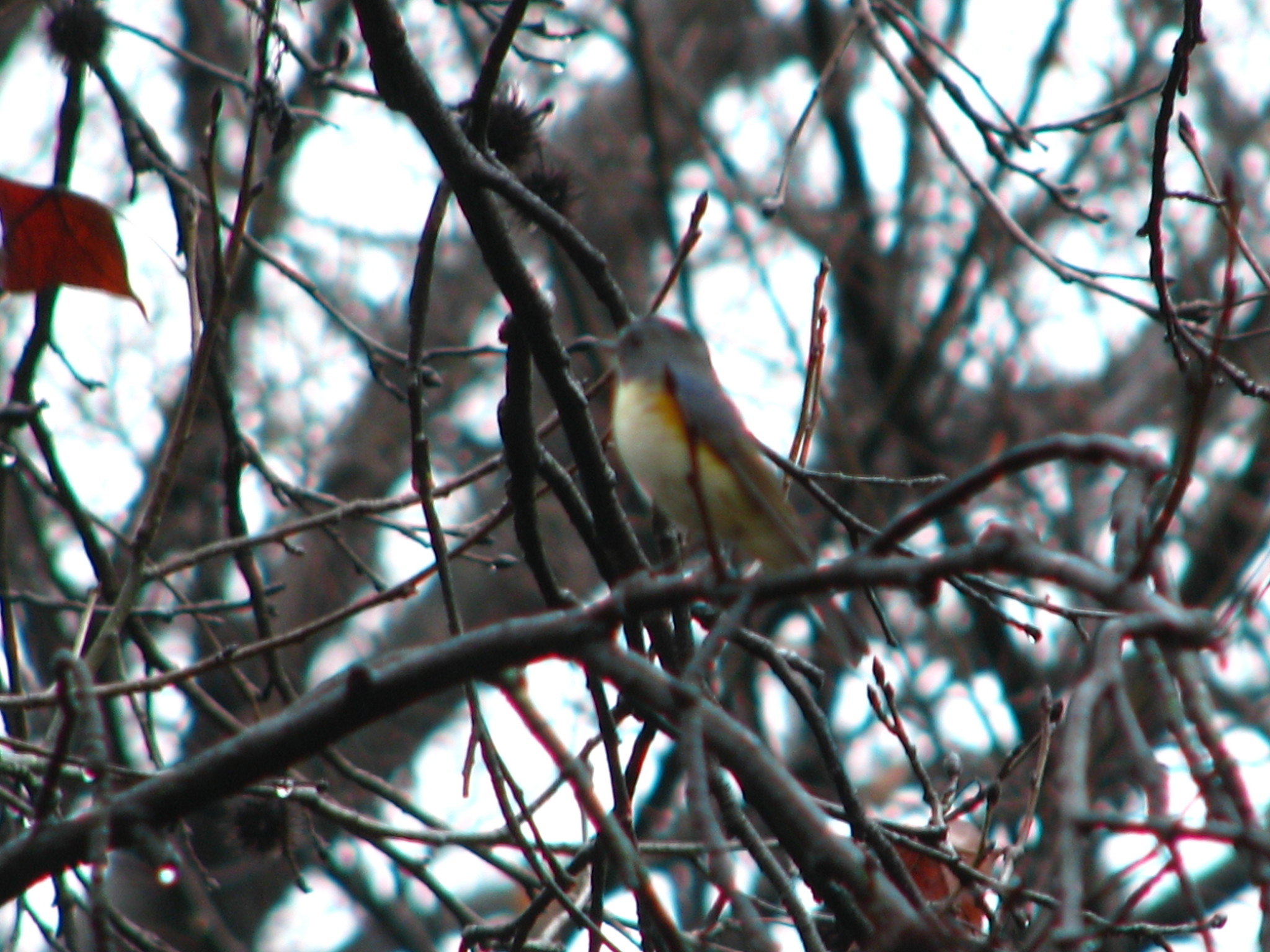Red-flanked Bluetail