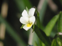 Viola kitaibeliana