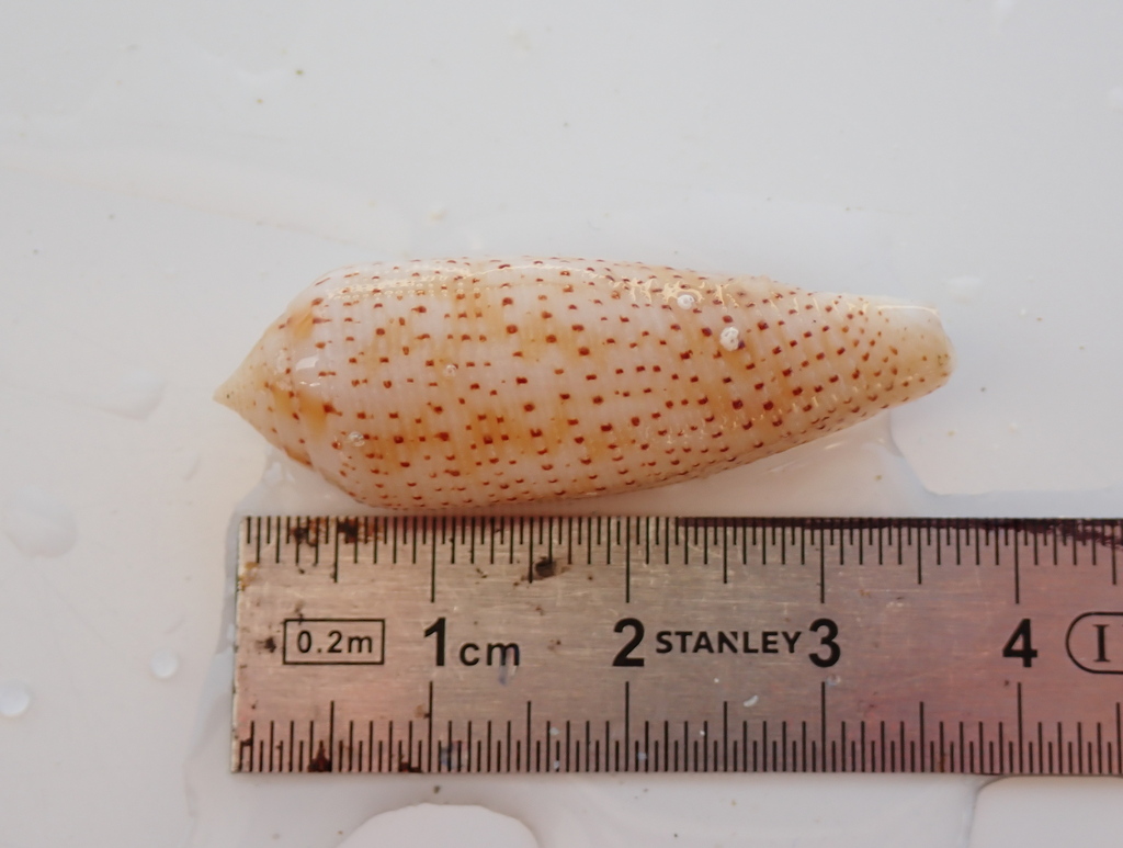 Nussatella cone