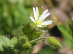 Cerastium brachypetalum