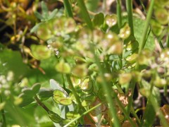 Lepidium hirtum