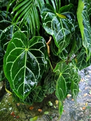 Anthurium crystallinum