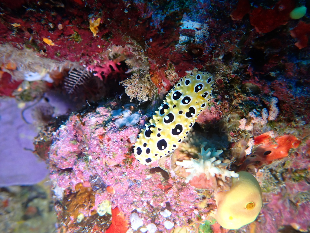 Ocellated Wart Slug
