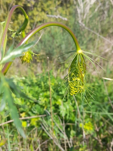 Kundmannia (Kundmannia sicula)