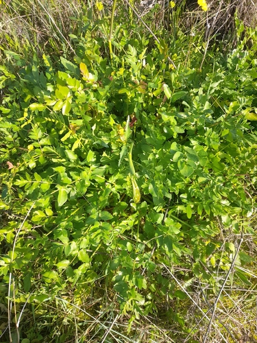Kundmannia sicula, photograph 5