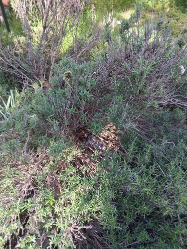 Avistamiento Salvia rosmarinus