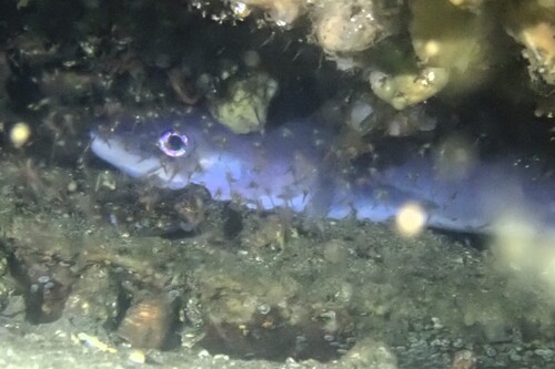 Cape conger (Conger wilsoni) — Congridae