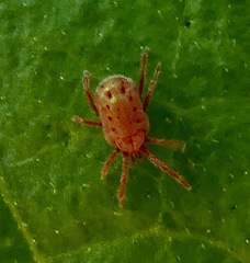 Balaustium