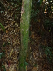 Teratophyllum aculeatum