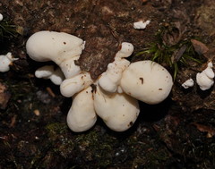 Gloeoporus phlebophorus
